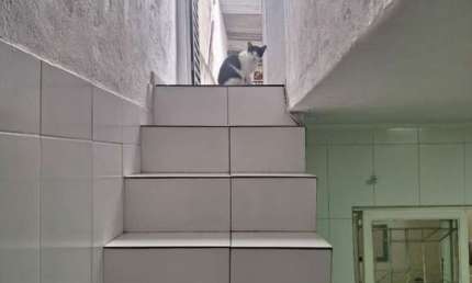 Casa com 3 quartos à venda na Rua Doutor Alarico Silveira, 470, Vila Aricanduva, São Paulo