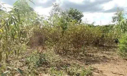 Terreno à venda, 525 m² por R$ 550.000,00 - Céu Azul - Belo Horizonte/MG