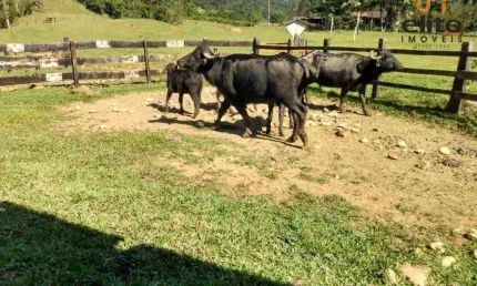 Fazenda à venda, 4300000 m² por R$ 3.000.000,00 - Tagaçaba de Cima - Guaraqueçaba/PR