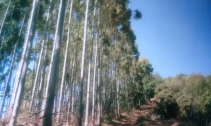 Fazendas para venda em Monte Verde no bairro Não Especificado