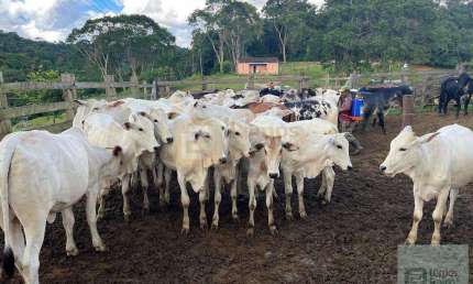 Fazenda com 2 salas à venda na Avenida Dos Pioneiros 25, 34, Centro, Camacan