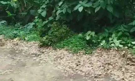 Terreno à venda na Praia do Itamambuca, Ubatuba 