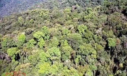 Área Reflorestamento FAZENDA À VENDA DE PARA COMPENSAÇÃO DE  RESERVA LEGAL, NO INTERIOR DE SÃO PAULO