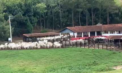 Chácara / sítio com 4 quartos à venda no São Roque, Aparecida 