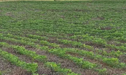 Fazenda à venda na Paulistânia, Centro, Paulistânia por R$ 12.780.000