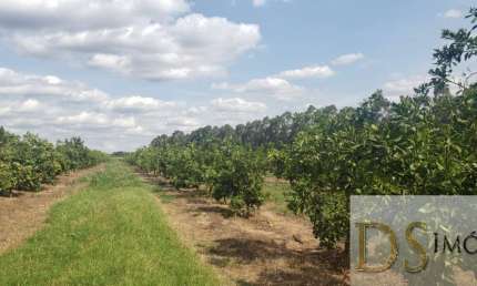 FAZENDA DE LARANJA  DE 176 ALQUEIRES NA REGIÃO DE ARARAQUARA-SP