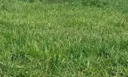 FAZENDA A VENDA NA REGIÃO DE ARAÇATUBA-SP, COM ÁREA TOTAL DE 131 ALQUEIRES, MONTADA NA PECUÁRIA, 110 ALQUEIRES APROVEITAMENTO EM CANA E RICA EM ÁGUA