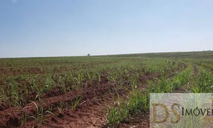 Fazenda com cana na região de são jose do rio preto-sp, área total de 71 alqueires, 53 alqueires em cana, topografia plana e semiplana