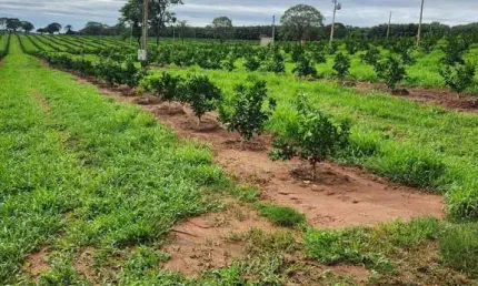 FAZENDA DE LARANJA A VENDA NA REGIÃO DE SÃO JOSÉ DO RIO PRETO/SP, COM 50,4 ALQUEIRES, SENDO 46 ALQUEIRES EM LARANJA, COM BENFEITORIAS