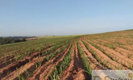 FAZENDA EM CANA A VENDA NA REGIÃO DE LINS/SP, COM 117 ALQUEIRES, SENDO 80 ALQUEIRES EM CANA, ÓTIMA TOPOGRAFIA E BOA EM ÁGUA
