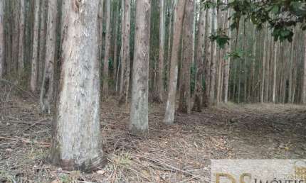 FAZENDA COM EUCALIPTO A VENDA NO ESTADO DE SÃO PAULO, COM ÁREA TOTAL DE 216 ALQUEIRES, 130 ALQUEIRES EM EUCALIPTO E ÓTIMA LOGÍSTICA
