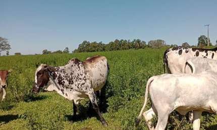 Fazenda de 150 alqueires em Garça/SP, Centro: topografia boa, boa de água, 70 alqueires em pasto. Apenas R$90 mil o alqueire!