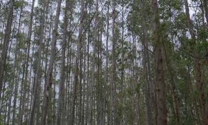 Imperdível: Fazenda com eucalipto à venda em Guaratinguetá-SP, 106,4 alqueires de área! Confira já!