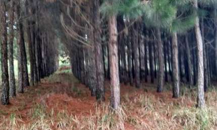 Oportunidade Única: Fazenda de Pinus e Indústria de Resina à Venda em Itapeva/SP - 1.000 Alqueires - R$270 milhões
