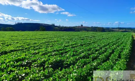 Sítio de 22 alqueires à venda em Itapetininga-SP: Imperdível oportunidade de investimento!