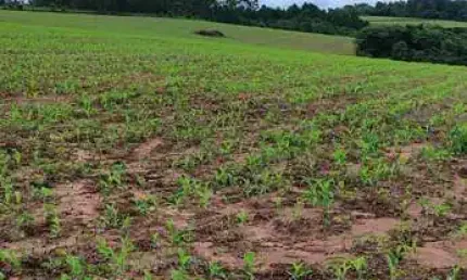 Fazenda de 75 alqueires à venda em São Miguel Arcanjo/SP - Excelente oportunidade de investimento!