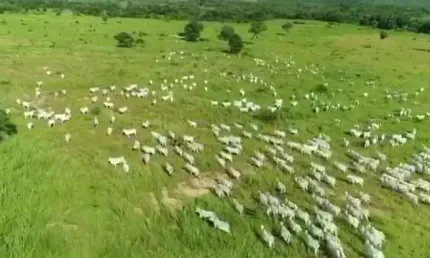 Fazenda grande extensão para venda na região de damianopolis-go com 7.500 hectares, rica em agua, muitas benfeitorias, montada na pecuária
