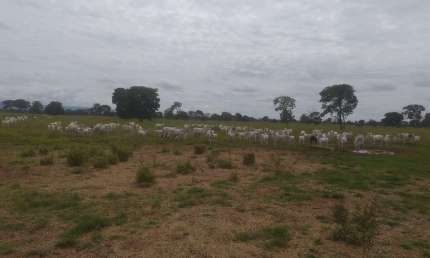 Fazenda para venda na região de Planaltina-GO com 4.600 hectares sendo 3.500 hectares em pastagem, rio na propriedade, muitas benfeitorias e semovente