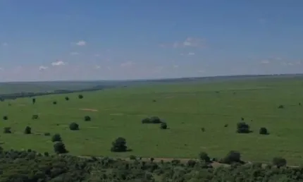 Fazenda para venda na região de Rosana-SP com 660 alqueires sendo 490 alqueires em cana mais pastagem, beira do Rio e benfeitorias