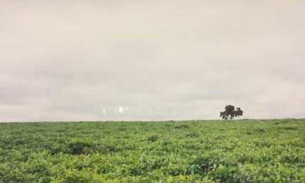 Fazenda para venda na região de Ituiutaba-MG com 200 hectares sendo 185 hectares em cana arrendada, plana, boa altitude, corrego na divisa, proxima da