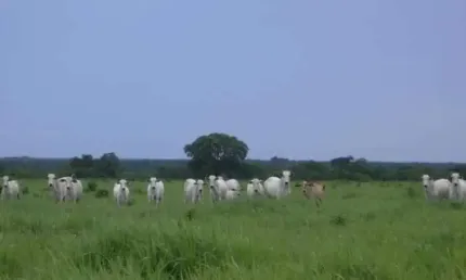 Fazenda grande extensão a venda na região de alto da boa vista-mt com 79.000 hectares, dupla aptidão, rica em agua e benfeitorias completas
