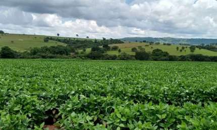 Fazenda para venda na região de Cafelandia-SP com 120 alqueires sendo 100 alqueires em soja arrendada, rio na divisa