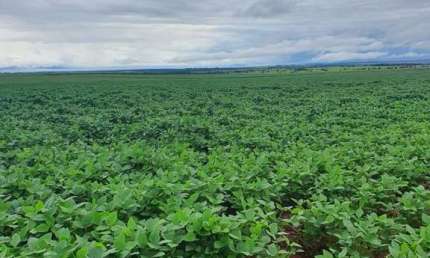 Fazenda para venda na região de Itaja-GO com 798 hectares na soja, área ideal para lavoura, colhe safrinha, altitude 780 m