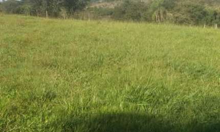 Sitio para venda em Barretos-SP com 3 alqueires em pastagem, benfeitorias e córrego na propriedade