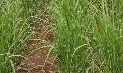 Fazenda para venda na região de Dracena-SP com 760 alqueires sendo 470 alqueires em cana arrendada mais pasto, beira da pista, sem benfeitorias
