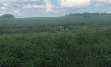 Fazenda dupla aptidão para venda na região de Fernandopolis-SP com 94 alqueires sendo 74 alqueires agricultáveis, rica em agua e muitas benfeitorias
