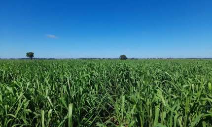 Fazenda para venda na região de Araçatuba-SP com 40 alqueires sendo 36 alqueires agricultáveis, rica em agua e benfeitorias