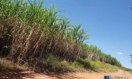Fazenda para venda na região de mirassol-sp com 46 alqueires sendo 33 alqueires em cana própria mais pastagem, boa de água e benfeitorias