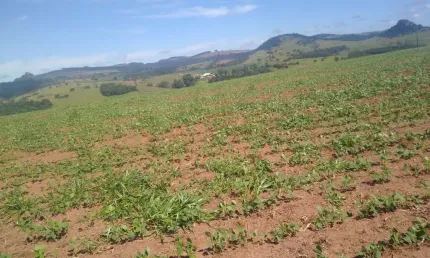 Fazenda para venda na região de Piraju-SP com 94 alqueires terra vermelha, 38 alqueires em soja restante pecuária, benfeitorias