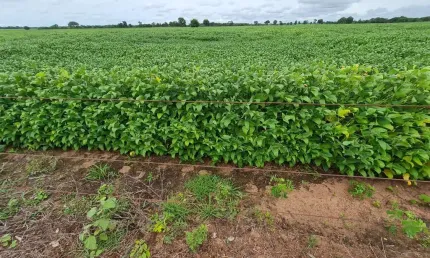 Fazenda para venda na região de araguapaz-go com 1.900 hectares sendo 1.300 hectares abertos para lavoura, lago, irrigação e muitas benfeitorias