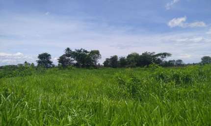 Fazenda na pecuária para venda na região de Corumba-MS no Pantanal com 1.990 hectares, ótima em benfeitorias