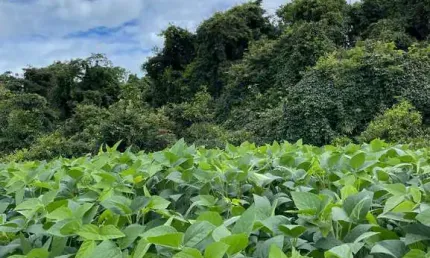 Fazenda dupla aptidão para venda na região de Uberlandia-MG com 1.380 hectares, atual na pecuária, já teve lavoura, pode irrigar, já com outorga