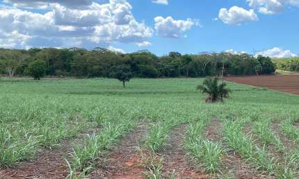 Sitio para venda na região de Ouroeste-SP com 19 alqueires sendo 18 alqueires em cana arrendada, aproveita 100%, 3 km do asfalto
