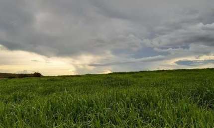 Fazenda dupla aptidão para venda na região de Bertolinia-PI com 2.450 hectares, montada na pecuária, benfeitorias, porteira fechada