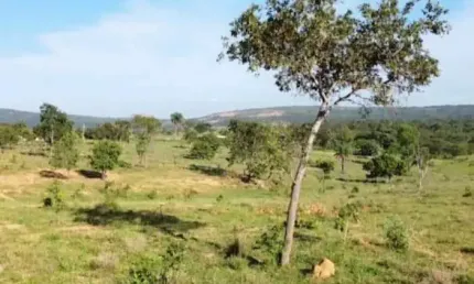 Fazenda dupla aptidao para venda na região de Biquinhas-MG com 419 hectares atual na pecuária e eucalipto, ideal para lavora irrigada, beira de Rio