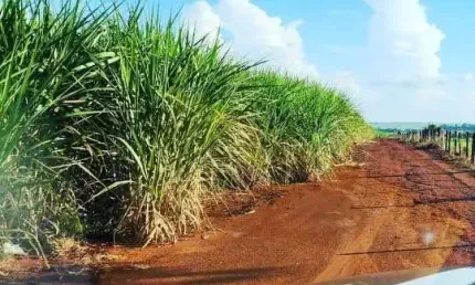 Sitio para venda na região de ituverava-sp com 4,6 alqueires sendo 3,5 alqueires em cana