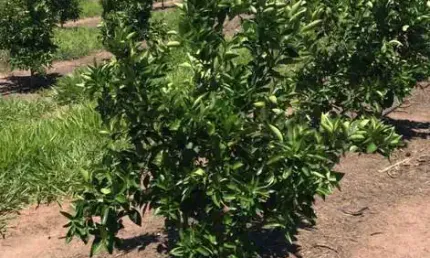 Fazenda Citrus para venda na região de Brotas-SP com 92 alqueires, benfeitorias, rica em agua, rio na divisa