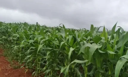 Area / Sitio para venda na região de Capitólio-MG com 62 hectares, beira da represa, atualmente em lavoura de grãos, ideal também para loteamento e in