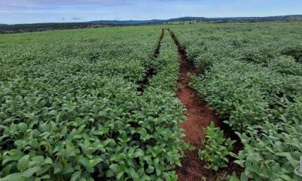 Excelente fazenda para lavoura a venda na região do Prata-MG com 250 hectares sendo 180 hectares em soja, beira de rio, pode irrigar com pivô