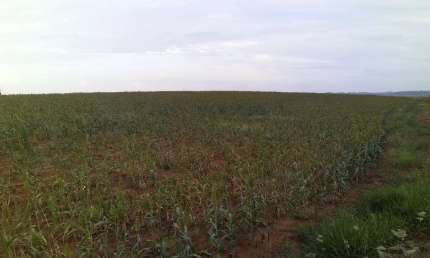 Fazenda dupla aptidao para venda na região de Tupa-SP com 40 alqueires, próxima da cidade, sem benfeitorias, planta 20 alqueires