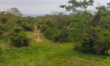 Fazenda para venda na região de Presidente Venceslau-SP com 86 alqueires montada na pecuária com benfeitorias completas
