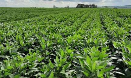 Fazenda para venda na região de Presidente Prudente-SP com 138 alqueires , sendo 60 alqueires em soja restante pastagem, benfeitorias e rica em agua