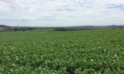 Fazenda para venda na região de Itapetininga-SP com 47 alqueires sendo 40 alqueires plantados em soja, boa de agua, córrego na propriedade