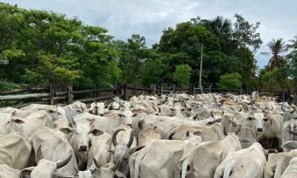 Fazenda para venda na região de Bom Jesus-PI com 524 hectares na pecuária, beira do asfalto, benfeitorias, porteira fechada