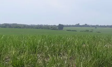 Sitio para venda na região de Porto Ferreira-SP com 5,5 alqueires sendo 5 alqueires em cana arrendada, plana, sem benfeitorias, boa de agua