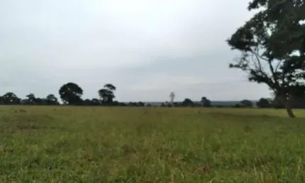 Fazenda dupla aptidao para venda na regia de Limeira Doeste-MG com 325 hectares, atual na pecuária, rica em agua, benfeitorias